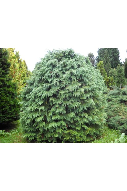  Chamaecyparis lawsoniana Silver Globus